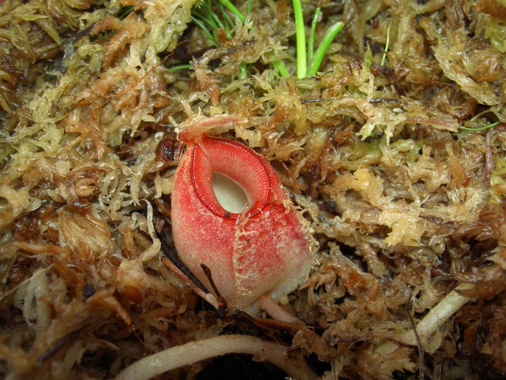 Nepenthes ampullaria 'Cantleys Red' 6